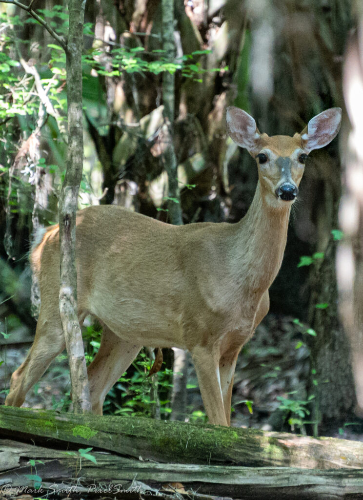White-tailed doe looking directly at the camera in the forest