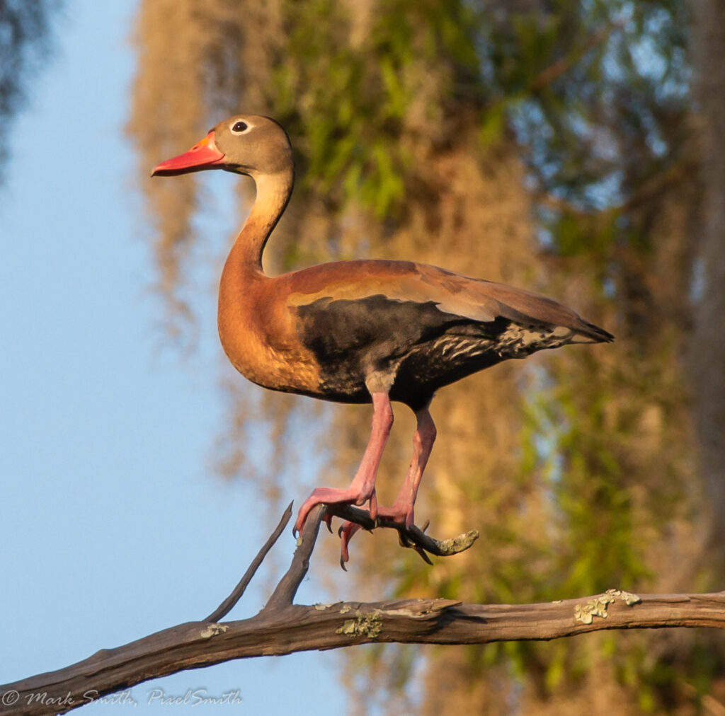 Black-bellied Whistling Duck standing on a branch at sunrise — photo by Mark Smith, PixelSmith