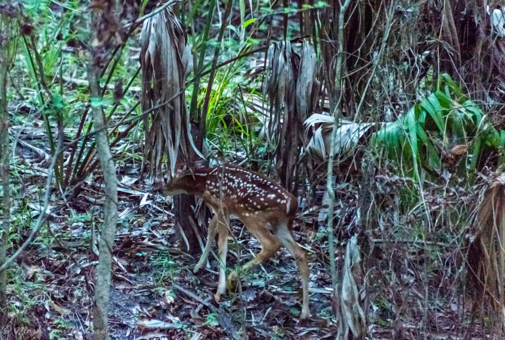 Tiny spotted fawn moving through dense vegetation at dusk