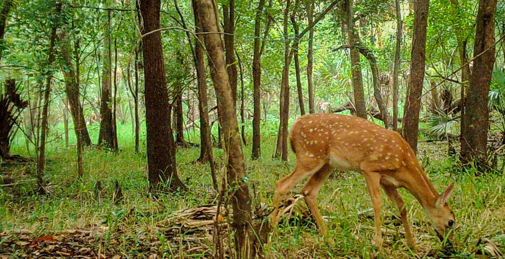 Spotted fawn grazing on the forest floor — trail camera