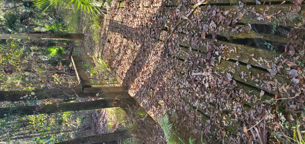 Bridge #1 as originally discovered — worn decking covered in fallen leaves