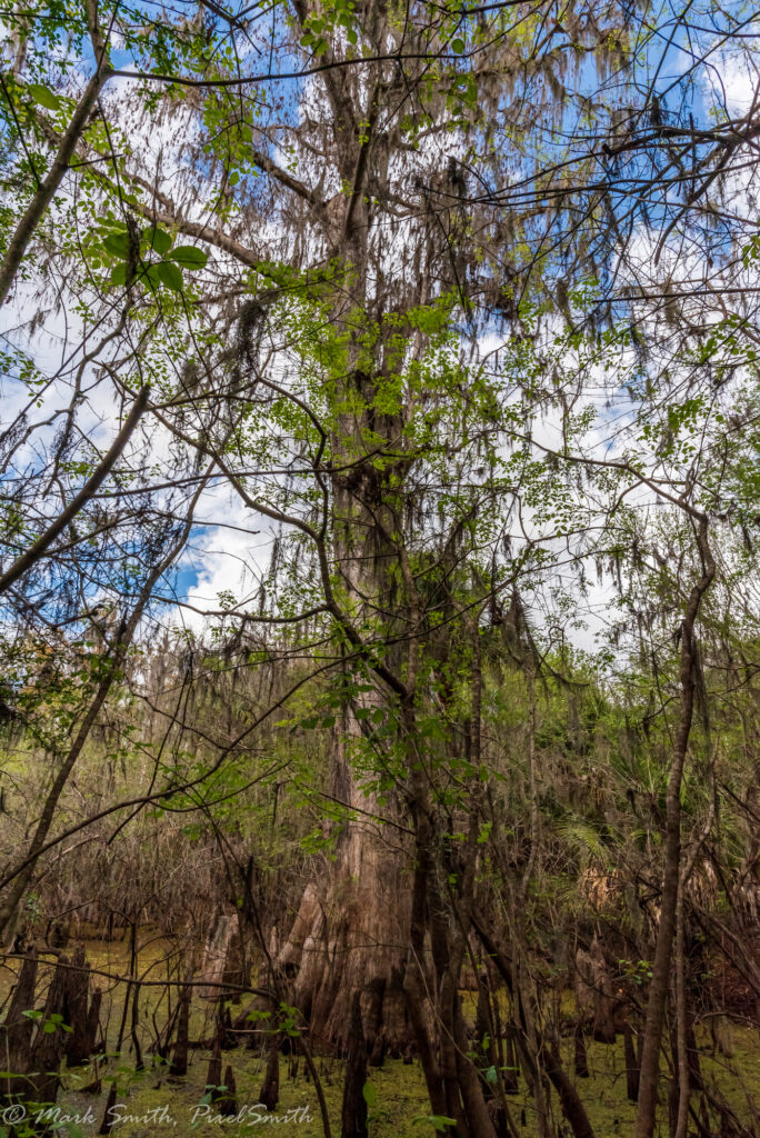 Looking straight up the trunk of the M.O.A.C. — over 90 feet of bald cypress reaching into the sky