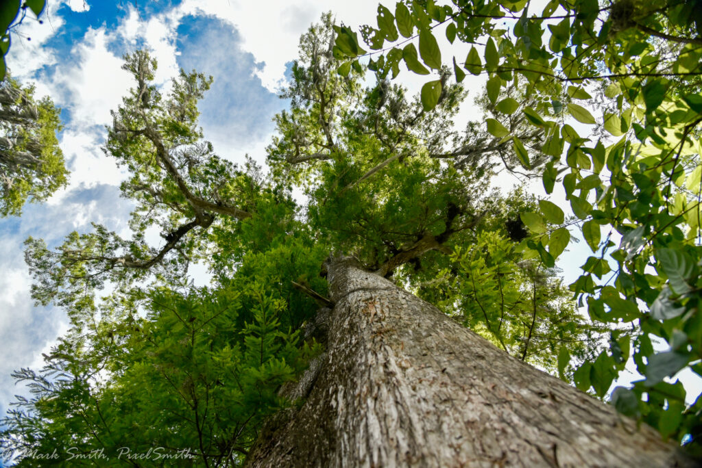 Wide view of the MOAC rising above the green wetland — cypress knees and standing water below