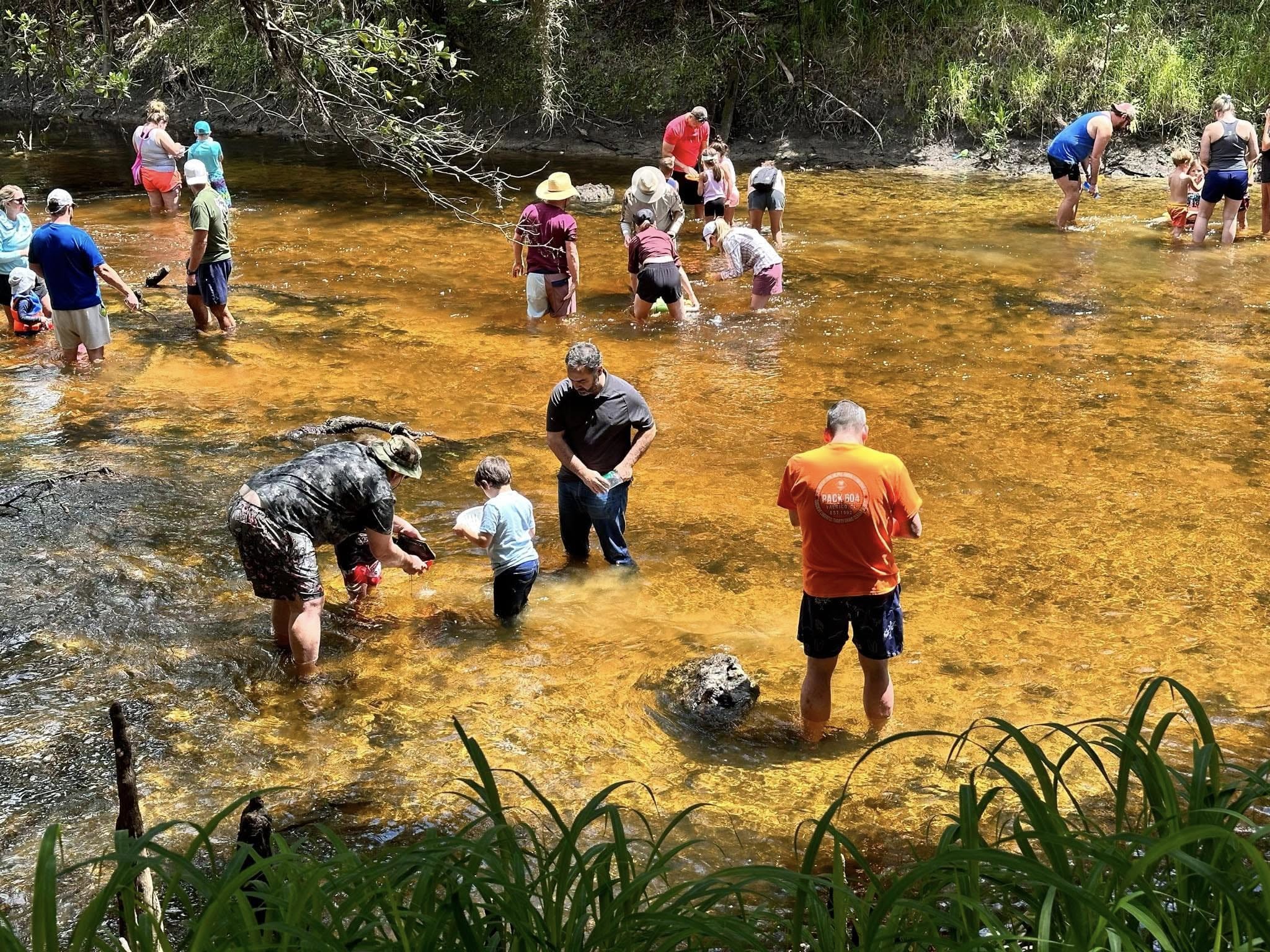 Families with young children wading together in the shallow Alafia River, sieving for fossils