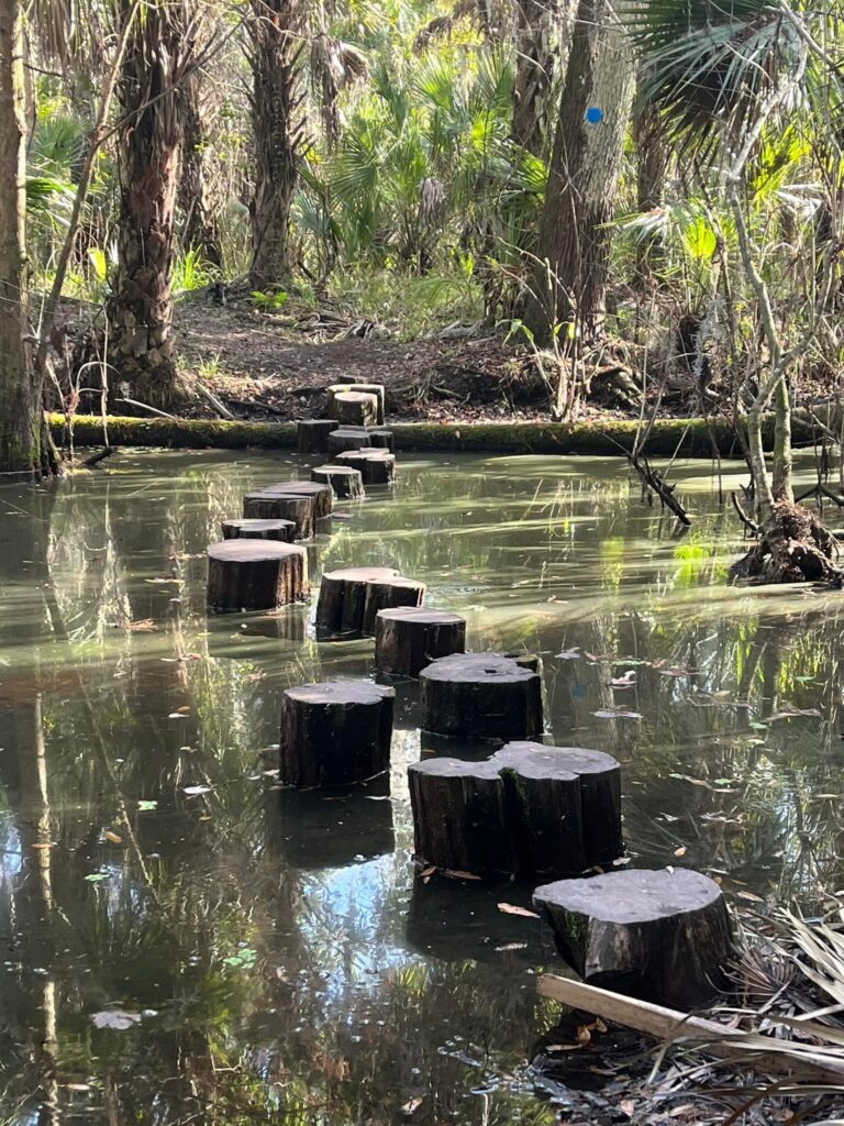 Stump Jumper Pass stumps rising from flood water