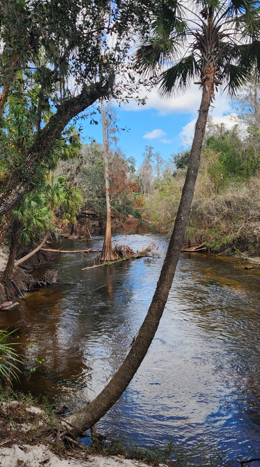 The Alafia River winding through the River Hills preserve — palms and cypress lining the banks