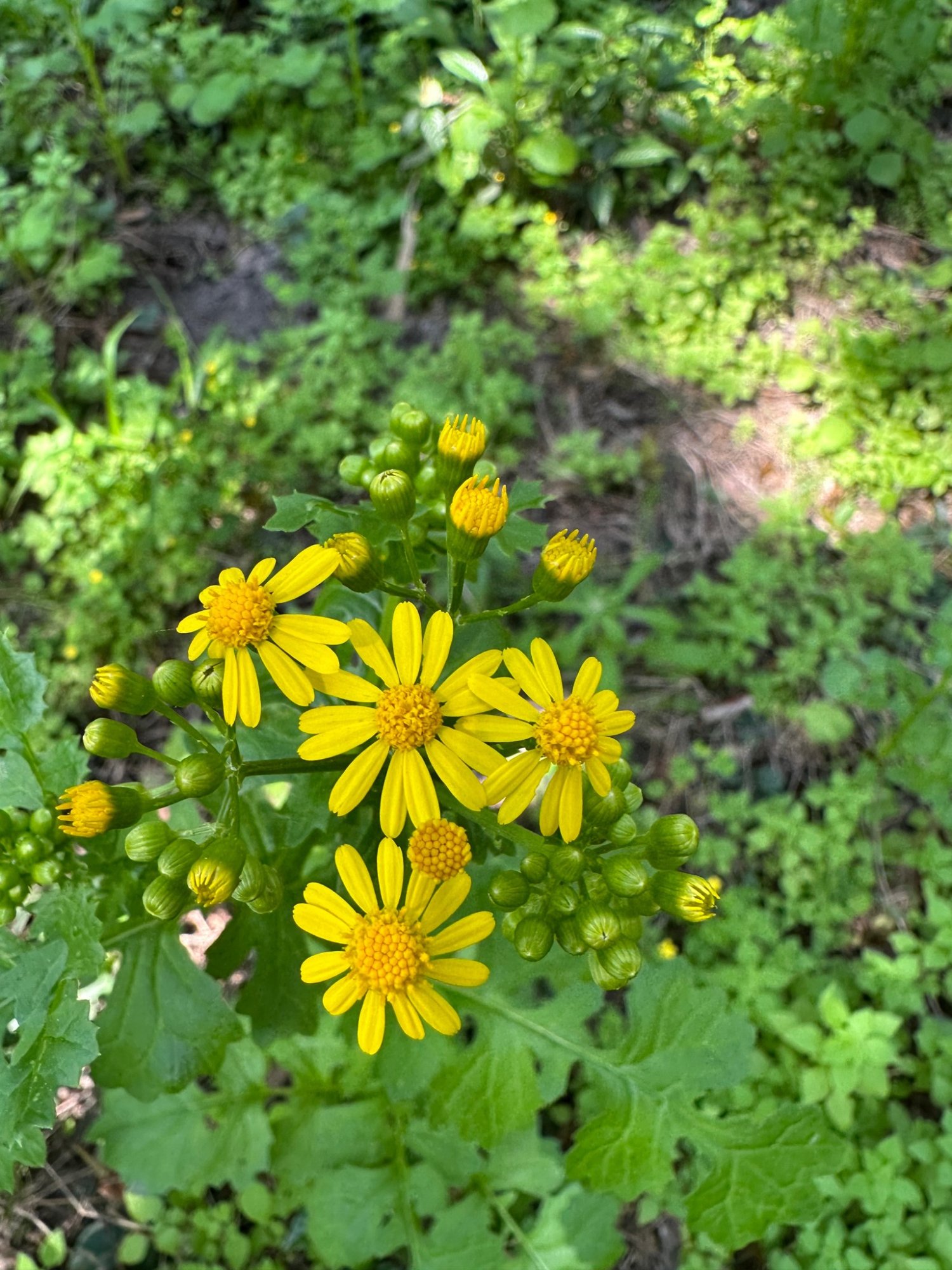 Native Florida wildflowers on the trails