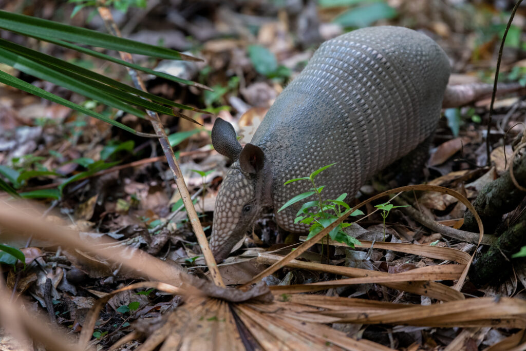 Armadillo (1 of 1)