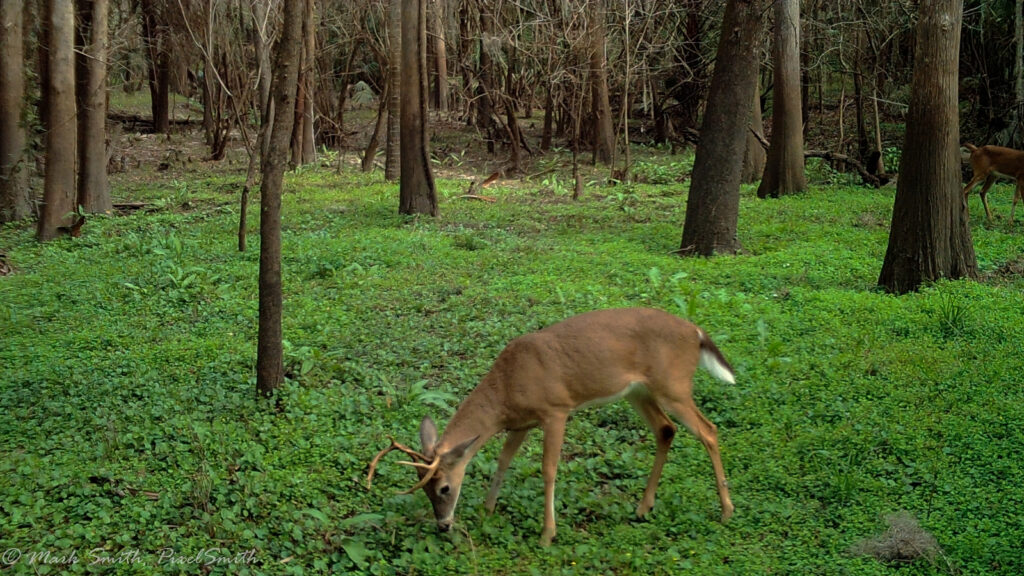 MOULTRIE DIGITAL GAME CAMERA